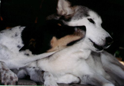 2001-dogs2.jpg